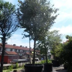 Perzisch IJzerhout Als Boom (Parrotia Persica) 7 Perzisch IJzerhout Als Boom (Parrotia Persica) -Groen Ziel Verkoop parrotia persica 45 50ho c1500