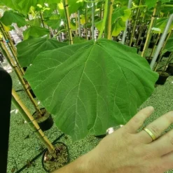 Anna Paulownaboom (Paulownia Fortunei 'Fast Blue') 7 Anna Paulownaboom (Paulownia Fortunei 'Fast Blue') -Groen Ziel Verkoop paulownia fortunei fast blue 3 1