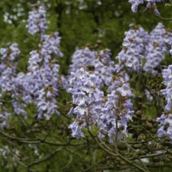 Anna Paulownaboom (Paulownia Tomentosa)