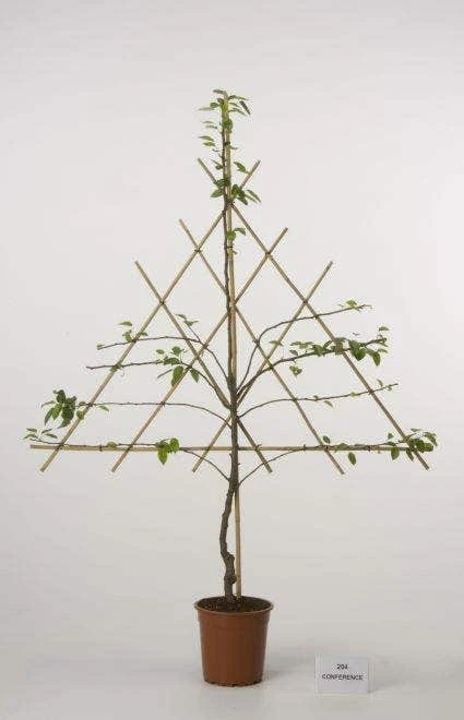 Lei-Peer (Pyrus Communis 'Beurre Hardy') 2 Lei-Peer (Pyrus Communis 'Beurre Hardy') - Afbeelding 2