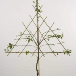 Lei-Peer (Pyrus Communis 'Bonne Louise D'Avranches') -Groen Ziel Verkoop peer leirek 2 1 2