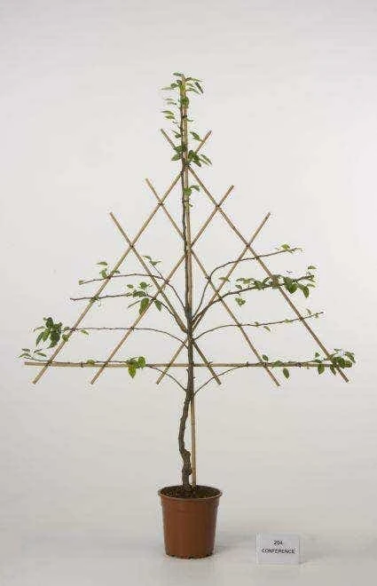 Lei-Peer (Pyrus Communis 'Doyenne Du Comice') 3 Lei-Peer (Pyrus Communis 'Doyenne Du Comice') - Afbeelding 3