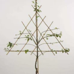 Lei-Peer (Pyrus Communis 'Doyenne Du Comice') -Groen Ziel Verkoop peer leirek 2 4