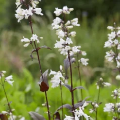 Borderpakket Groen, Paars En Oranje 6 Borderpakket Groen, Paars En Oranje -Groen Ziel Verkoop penstemonhuskerredv01