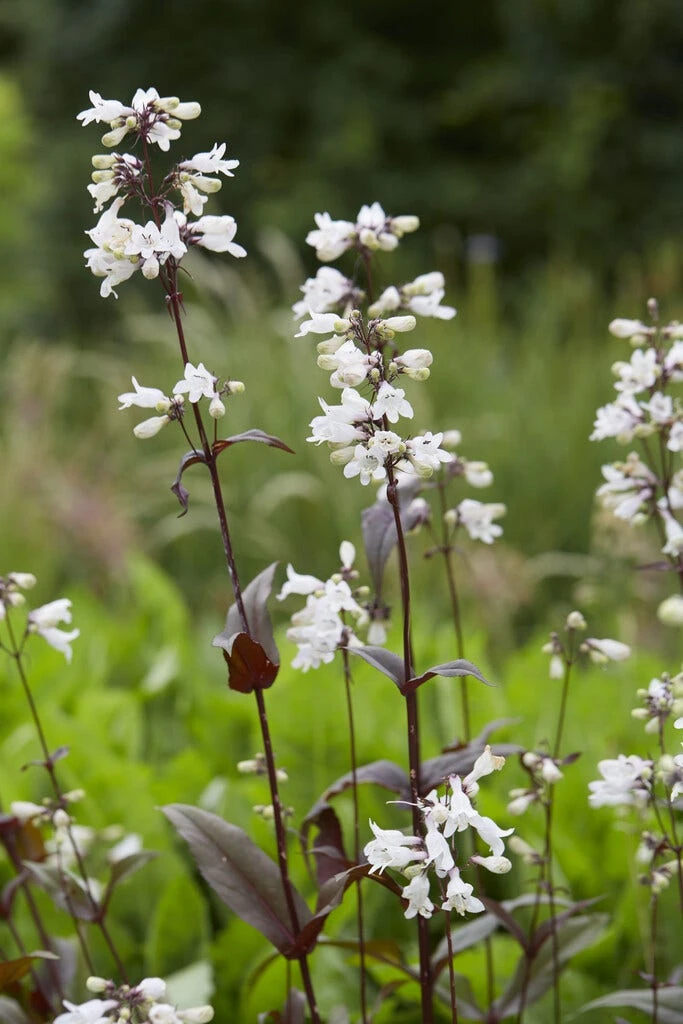 Borderpakket Groen, Paars En Oranje 3 Borderpakket Groen, Paars En Oranje - Afbeelding 3
