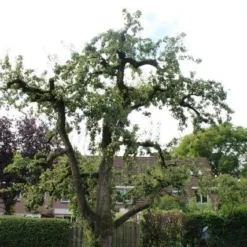 Wilde Perenboom (Pyrus Communis) 17 Wilde Perenboom (Pyrus Communis) -Groen Ziel Verkoop perenboom