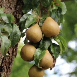 Wilde Perenboom (Pyrus Communis) 19 Wilde Perenboom (Pyrus Communis) -Groen Ziel Verkoop perenboom 5