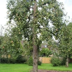 Wilde Perenboom (Pyrus Communis) 23 Wilde Perenboom (Pyrus Communis) -Groen Ziel Verkoop perenboom 6