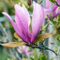 Meerstammige Beverboom (Magnolia 'Susan') -Groen Ziel Verkoop phbe06930 1