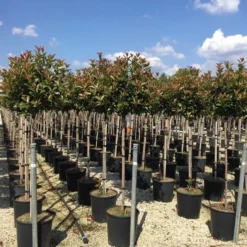 Glansmispel Op Stam (Photinia Fraseri 'Red Robin') -Groen Ziel Verkoop photinia 120 140cm stam