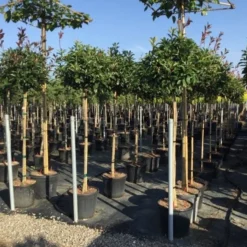 Glansmispel Op Stam (Photinia Fraseri 'Red Robin') -Groen Ziel Verkoop photinia 120 140cm stam 2 1