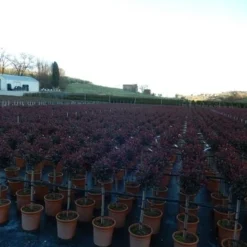 Glansmispel Op Stam (Photinia Fraseri 'Carré Rouge') -Groen Ziel Verkoop photinia carre rouge