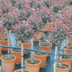 Glansmispel Op Stam (Photinia Fraseri 'Carré Rouge')