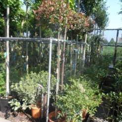 Glansmispel Op Stam (Photinia Fraseri 'Little Red Robin') 6 Glansmispel Op Stam (Photinia Fraseri 'Little Red Robin') -Groen Ziel Verkoop photinia fraseri little red robin 150stam c20 1