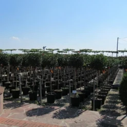 Glansmispel Op Stam (Photinia Fraseri 'Little Red Robin') 7 Glansmispel Op Stam (Photinia Fraseri 'Little Red Robin') -Groen Ziel Verkoop photinia fraseri little red robin halfstam 1