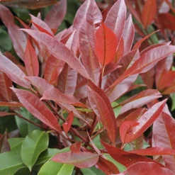 Glansmispel Halfstam Als Leiboom (Photinia Fraseri 'Red Robin') -Groen Ziel Verkoop photinia fraseri red robin01