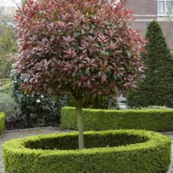 Glansmispel Als Boom (Photinia Fraseri 'Red Robin') 12 Glansmispel Als Boom (Photinia Fraseri 'Red Robin') -Groen Ziel Verkoop photinia fraseri red robin02 1