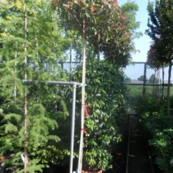 Glansmispel Als Boom (Photinia Fraseri 'Red Robin') 11 Glansmispel Als Boom (Photinia Fraseri 'Red Robin') -Groen Ziel Verkoop photinia fraseri red robin 10 12ho cont