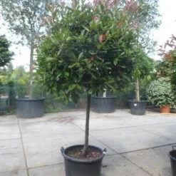 Glansmispel Op Stam (Photinia Fraseri 'Red Robin') -Groen Ziel Verkoop photinia fraseri red robin 100stam c160 solitair 1