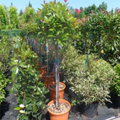 Glansmispel Op Stam (Photinia Fraseri 'Red Robin') -Groen Ziel Verkoop photinia fraseri red robin 100stam c20