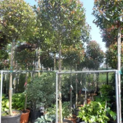 Glansmispel Als Boom (Photinia Fraseri 'Red Robin') 13 Glansmispel Als Boom (Photinia Fraseri 'Red Robin') -Groen Ziel Verkoop photinia fraseri red robin 12 14 16ho cont