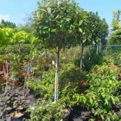 Glansmispel Op Stam (Photinia Fraseri 'Red Robin') -Groen Ziel Verkoop photinia fraseri red robin 120stam c50 extra 1