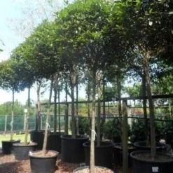 Glansmispel Als Boom (Photinia Fraseri 'Red Robin') 14 Glansmispel Als Boom (Photinia Fraseri 'Red Robin') -Groen Ziel Verkoop photinia fraseri red robin 18 20ho c160 1