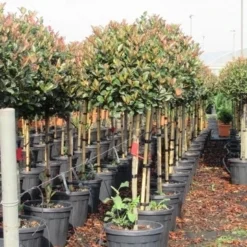 Glansmispel Op Stam (Photinia Fraseri 'Red Robin') -Groen Ziel Verkoop photinia fraseri red robin halfstam 6 1