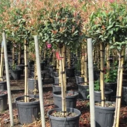 Glansmispel Op Stam (Photinia Fraseri 'Red Robin') -Groen Ziel Verkoop photinia fraseri red robin halfstam 7