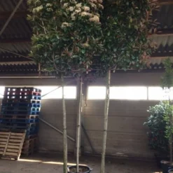 Glansmispel Als Leiboom (Photinia Fraseri 'Red Robin') 8 Glansmispel Als Leiboom (Photinia Fraseri 'Red Robin') -Groen Ziel Verkoop photinia lei 12 14cm 2