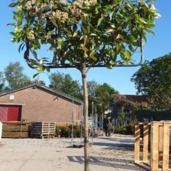 Glansmispel Halfstam Als Leiboom (Photinia Fraseri 'Red Robin')