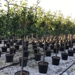 Glansmispel Halfstam Als Leiboom (Photinia Fraseri 'Red Robin') -Groen Ziel Verkoop photinia red robin 130cm stem leivorm