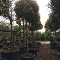 Glansmispel Als Boom (Photinia Fraseri 'Red Robin') 17 Glansmispel Als Boom (Photinia Fraseri 'Red Robin') -Groen Ziel Verkoop photinia red robin 2025