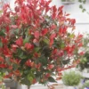Glansmispel Op Stam (Photinia Fraseri 'Little Red Robin')