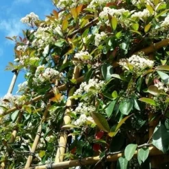 Glansmispel Als Leiboom (Photinia Fraseri 'Red Robin') -Groen Ziel Verkoop photinialeiboom01