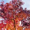 Grote Amberboom (Liquidambar Styraciflua 'Worplesdon')