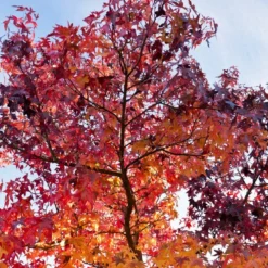 Grote Amberboom (Liquidambar Styraciflua 'Worplesdon')