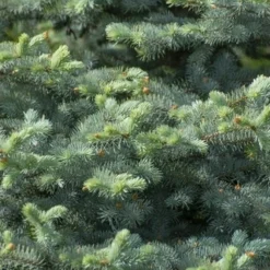 Blauwspar (Picea Pungens 'Blue Diamond')