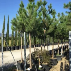 Oostenrijkse Den Als Boom (Pinus Nigra Nigra)
