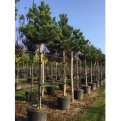 Oostenrijkse Den Als Boom (Pinus Nigra Nigra) 31 Oostenrijkse Den Als Boom (Pinus Nigra Nigra) -Groen Ziel Verkoop pinus nigra nigra 18 20