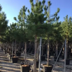 Oostenrijkse Den Als Boom (Pinus Nigra Nigra) 38 Oostenrijkse Den Als Boom (Pinus Nigra Nigra) -Groen Ziel Verkoop pinus nigra nigra 18 20 1