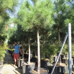 Oostenrijkse Den Als Boom (Pinus Nigra Nigra) 32 Oostenrijkse Den Als Boom (Pinus Nigra Nigra) -Groen Ziel Verkoop pinus nigra nigra 20 25 2