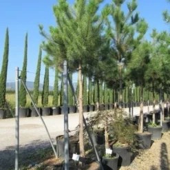 Oostenrijkse Den Als Boom (Pinus Nigra Nigra) 33 Oostenrijkse Den Als Boom (Pinus Nigra Nigra) -Groen Ziel Verkoop pinus nigra nigra 20 25 3