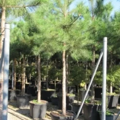 Oostenrijkse Den Als Boom (Pinus Nigra Nigra) 34 Oostenrijkse Den Als Boom (Pinus Nigra Nigra) -Groen Ziel Verkoop pinus nigra nigra 20 25 4
