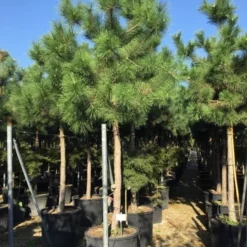 Oostenrijkse Den Als Boom (Pinus Nigra Nigra) 24 Oostenrijkse Den Als Boom (Pinus Nigra Nigra) -Groen Ziel Verkoop pinus nigra nigra 2025