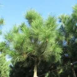 Oostenrijkse Den Als Boom (Pinus Nigra Nigra) 26 Oostenrijkse Den Als Boom (Pinus Nigra Nigra) -Groen Ziel Verkoop pinus nigra nigra 2