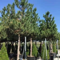 Oostenrijkse Den Als Boom (Pinus Nigra Nigra) 37 Oostenrijkse Den Als Boom (Pinus Nigra Nigra) -Groen Ziel Verkoop pinus nigra nigra 30 35