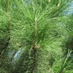 Oostenrijkse Den Als Boom (Pinus Nigra Nigra) 27 Oostenrijkse Den Als Boom (Pinus Nigra Nigra) -Groen Ziel Verkoop pinus nigra nigra 3