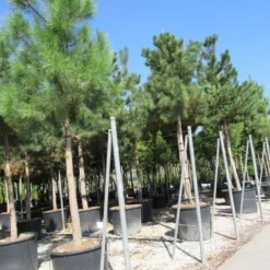 Oostenrijkse Den Als Boom (Pinus Nigra Nigra) 28 Oostenrijkse Den Als Boom (Pinus Nigra Nigra) -Groen Ziel Verkoop pinus nigra nigra 4