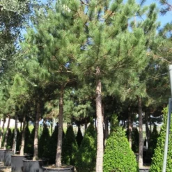 Oostenrijkse Den Als Boom (Pinus Nigra Nigra) 30 Oostenrijkse Den Als Boom (Pinus Nigra Nigra) -Groen Ziel Verkoop pinus nigra nigra 5